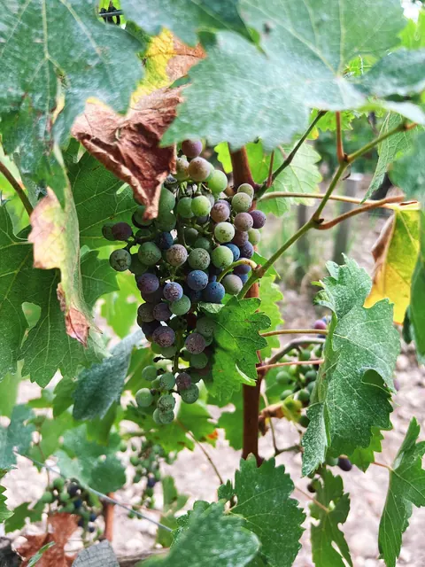Grapevine close-up