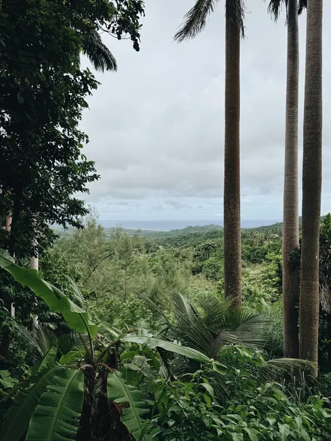 Tropical Barbados landscape